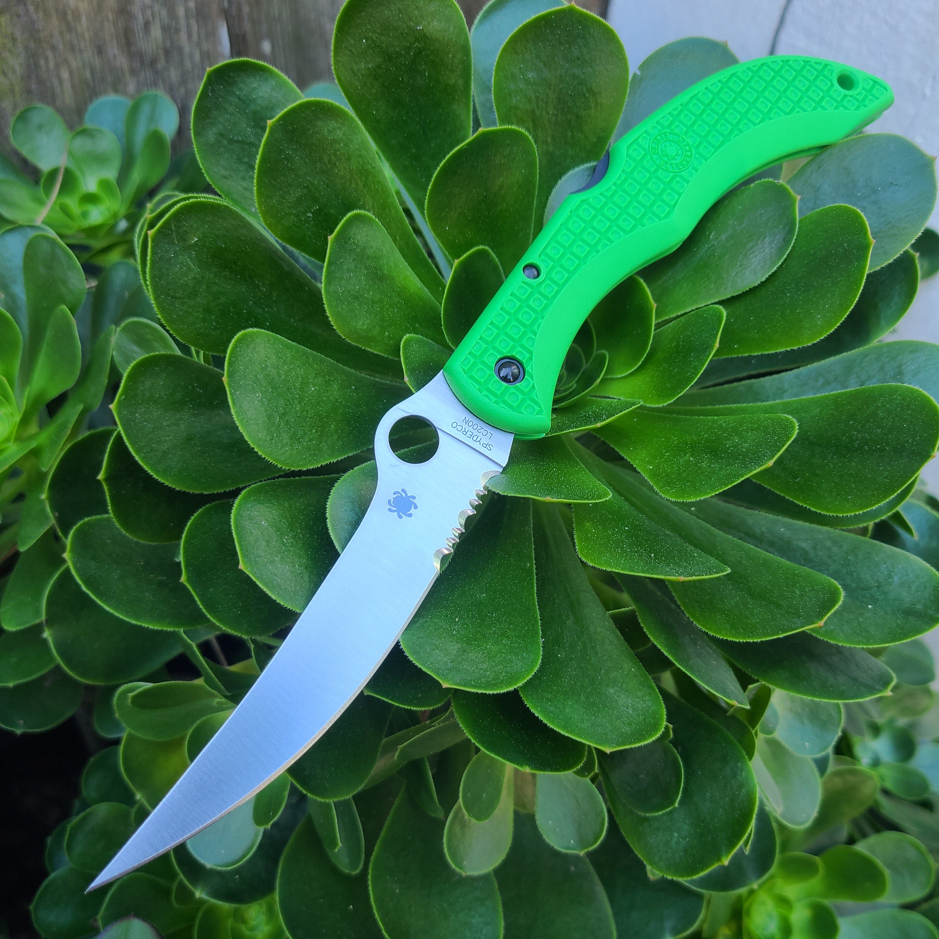 Spyderco C17PSGR Catcherman Salt Green LC200 Folder -SPRINT RUN-